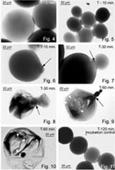 Fat Cell